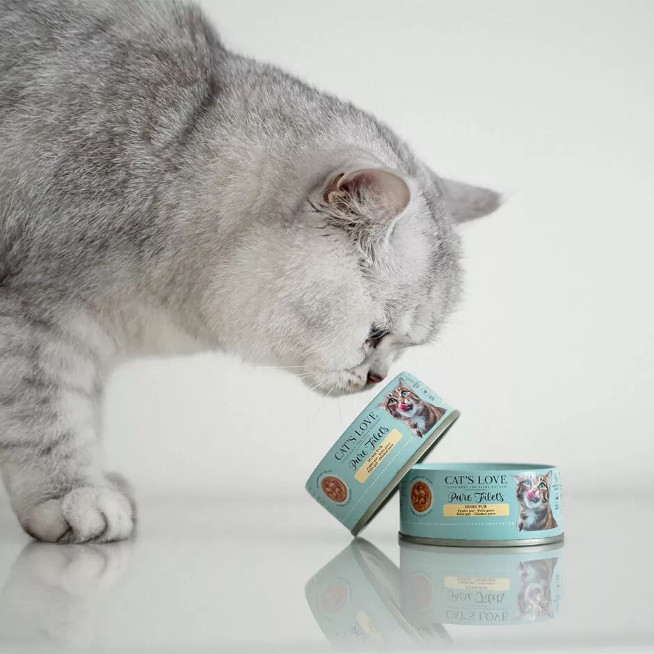 Wet food cats love top