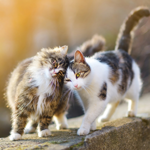 Two cats rubbing their heads against each other on a wall