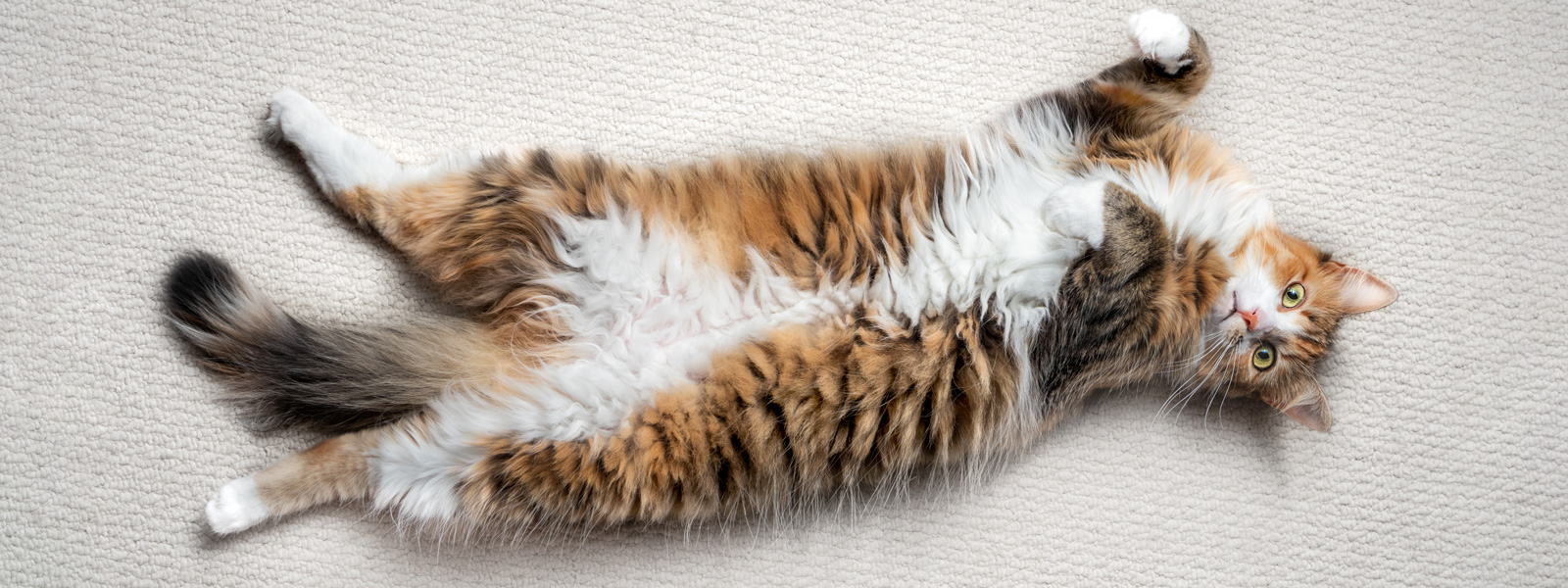 Cat lies on its back on a carpeted floor and looks into the camera