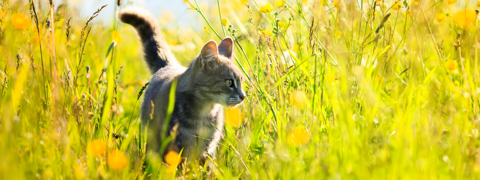 A cat stands on a meadow in the bright sunshine.