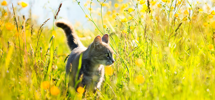 A cat stands on a meadow in the bright sunshine.
