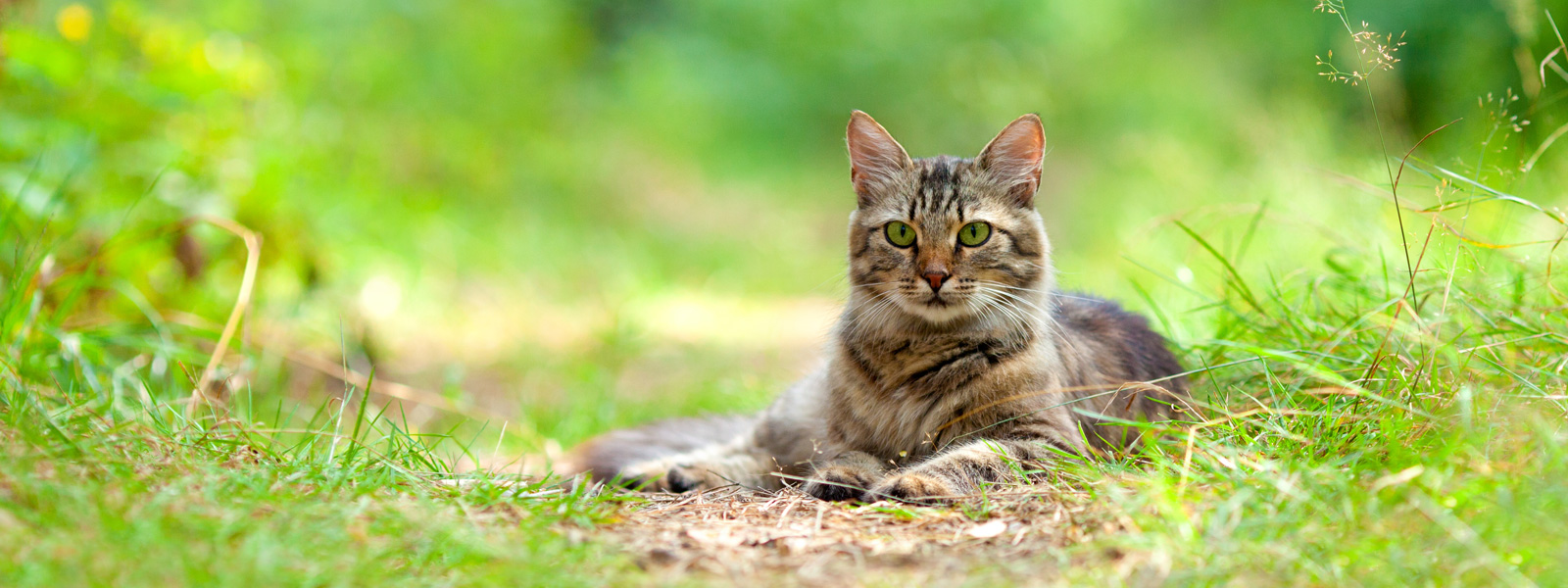 Cat lies on a small path in the meadow and looks into the camera
