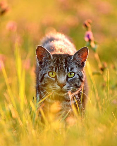Cat standing in tall grass and looking through it into the camera