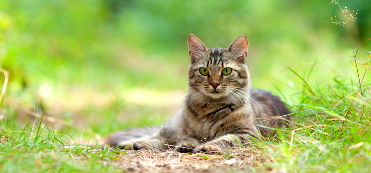 Cat lies on a small path in the meadow and looks into the camera