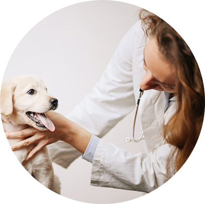 Puppy dog being examined by a veterinarian