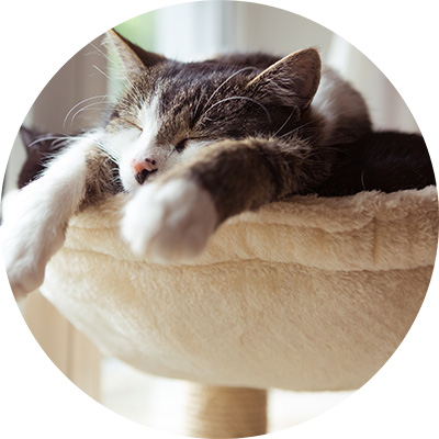 Cat lying and sleeping on scratching post