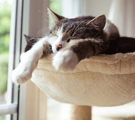 cat resting on a cat tower