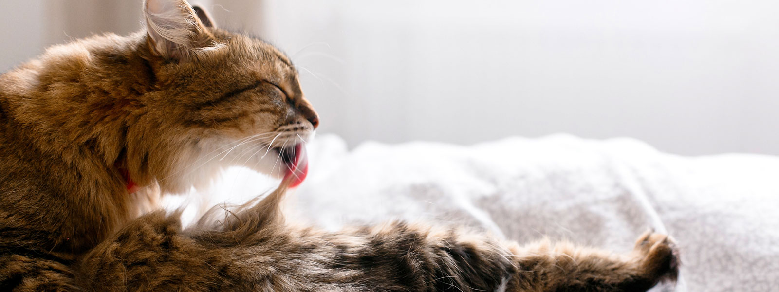 Cat lying on a blanket and grooming its fur by licking it