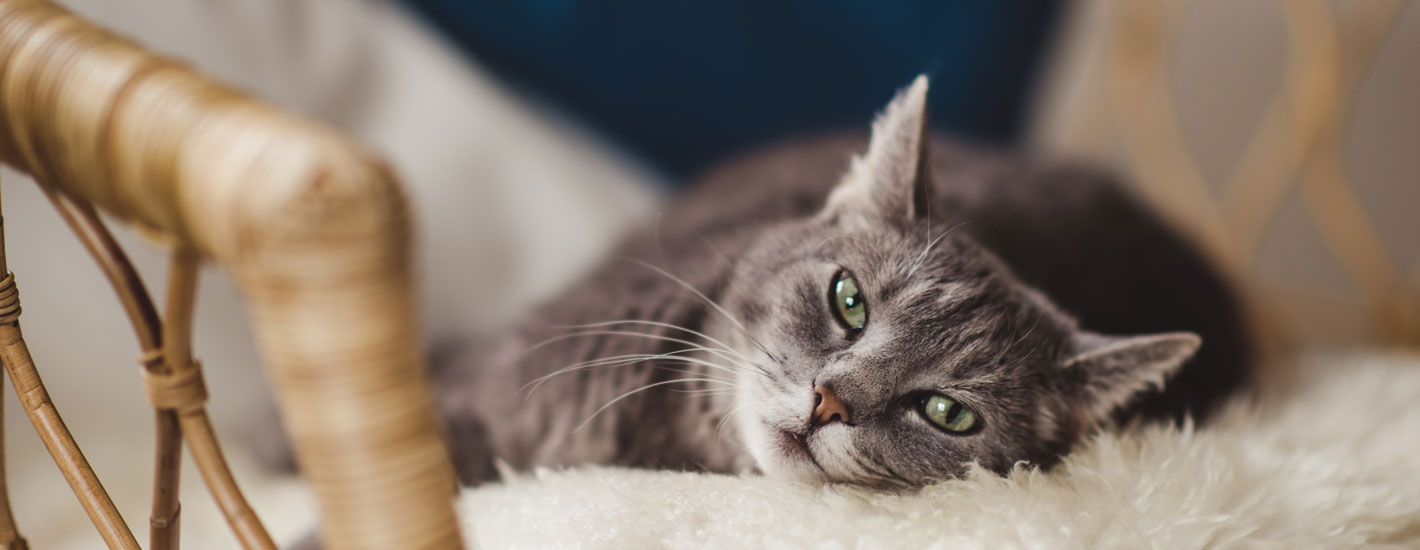 Cat lying on a fluffy chair