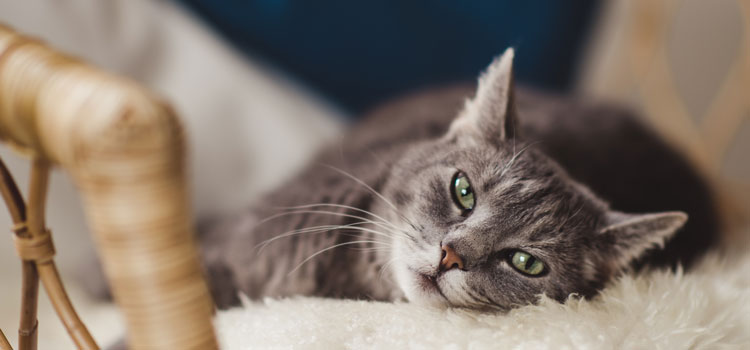 Cat lying on a fluffy chair