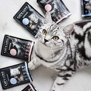 Gatitos