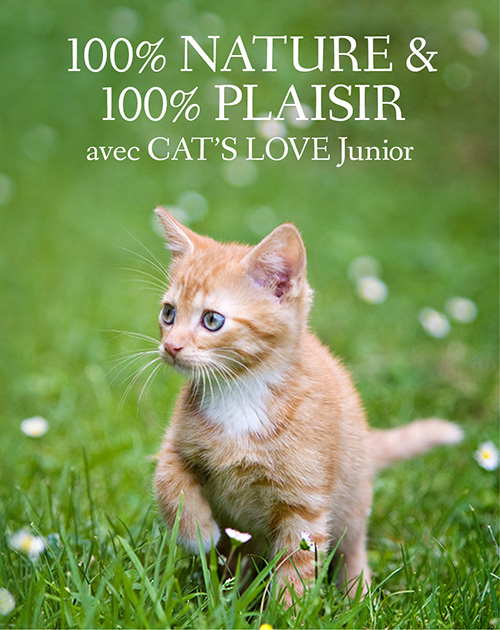 Bannière sur laquelle un chaton court dans un pré recouvert de pâquerettes avec l'inscription : 100% nature & 100% plaisir avec CAT'S LOVE Junior