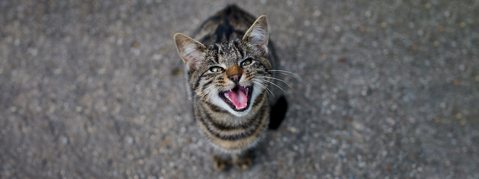 Le chat se tient sur le sol et miaule