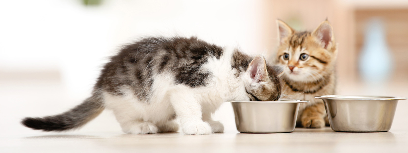 Deux chatons assis devant deux gamelles et l'un d'eux mange dans une gamelle.