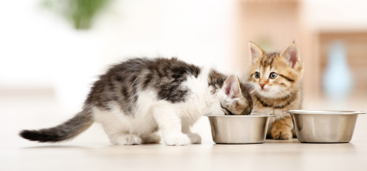 Deux chatons assis devant deux gamelles et l'un d'eux mange dans une gamelle.