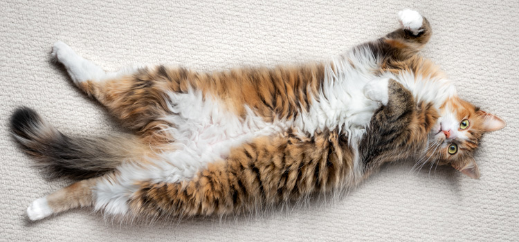 Chat couché sur le dos sur une moquette et regardant la caméra