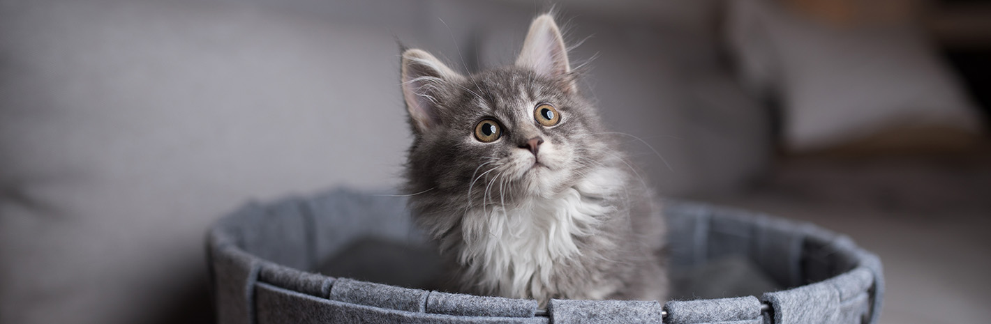 Kitten assis dans un petit panier en tissu et regardant vers le haut
