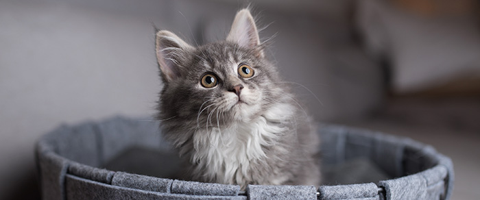Kitten assis dans un petit panier en tissu et regardant vers le haut
