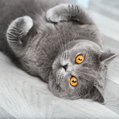 katze trinkt von einem wasserhahn