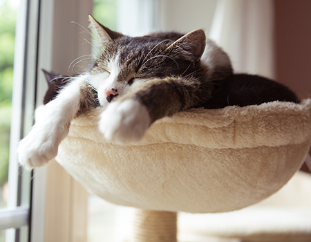 Chat dormant