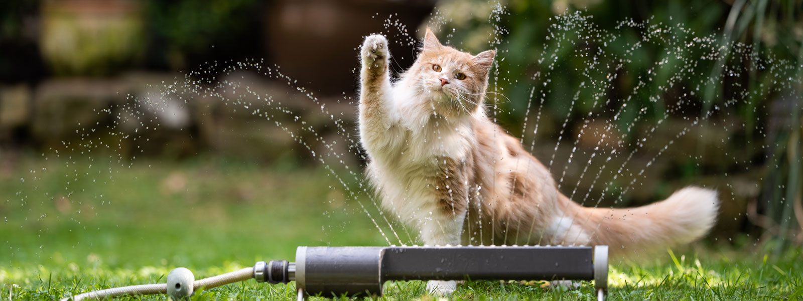 katze vor einem wassersprinkler