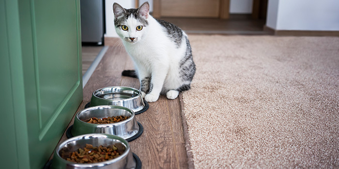 katze sitzt vor geschirr mit wasser und trockenfutter