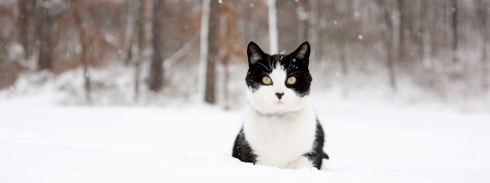 verschiedene Katzenrassen sitzen in einer Reihe