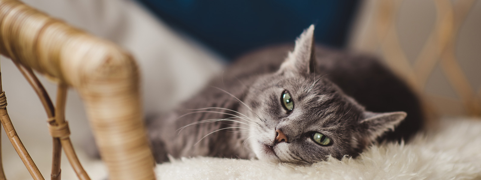 Chat allongé sur une couverture