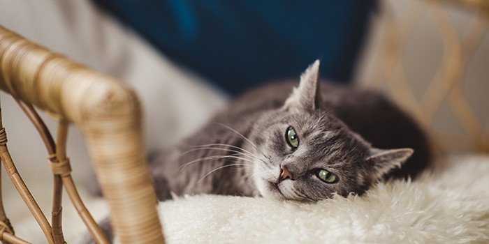 Chat allongé sur une couverture