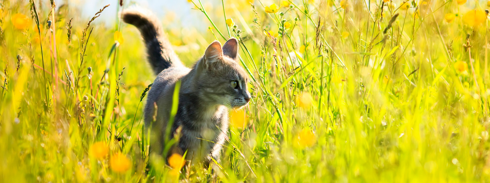 Un gatto si trova su un prato alla luce del sole.