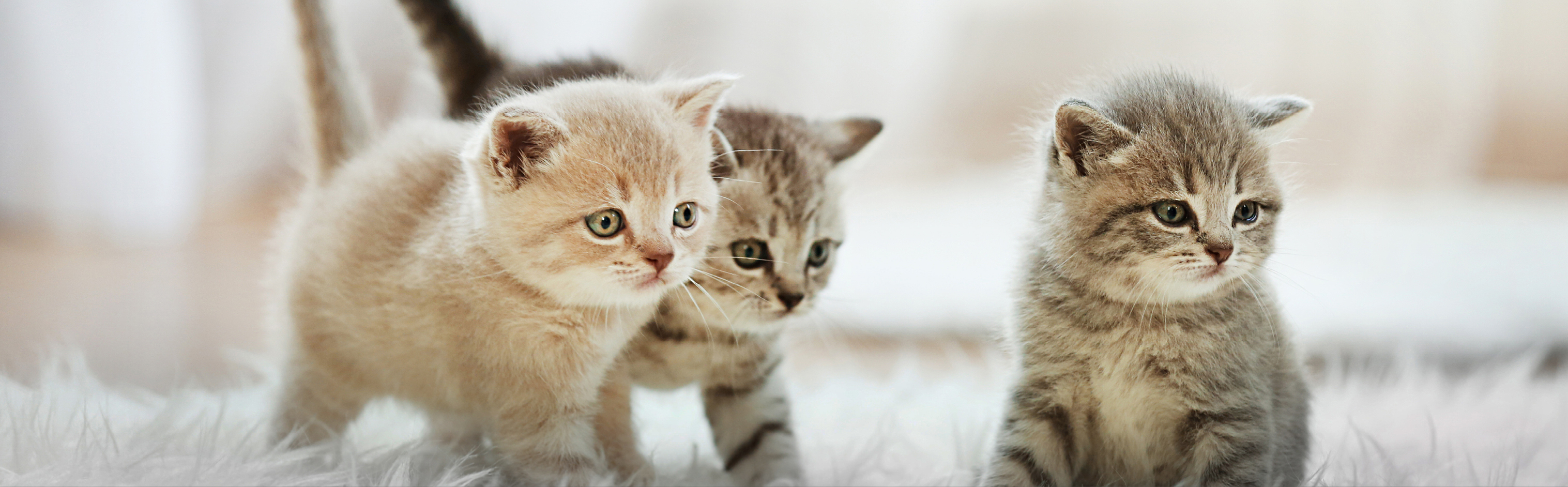 3 gattini che camminano e si siedono su un tappeto